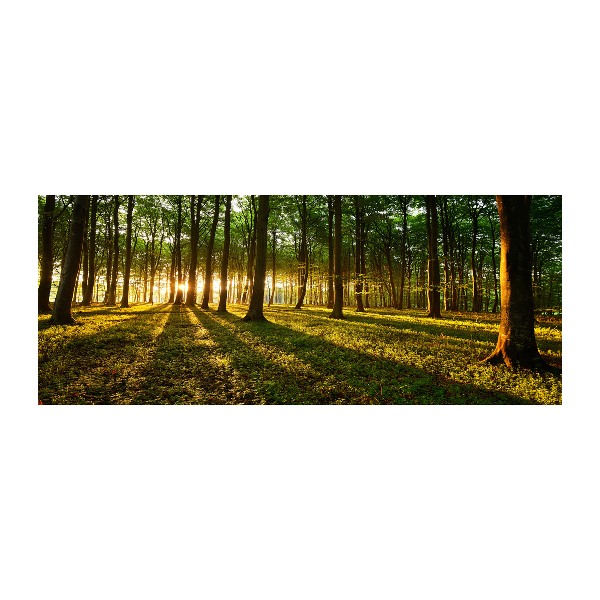 Acrylbild Fotodruck Sonnenstrahlen