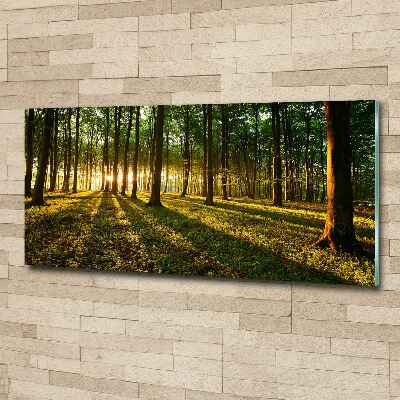 Acrylbild Fotodruck Sonnenstrahlen