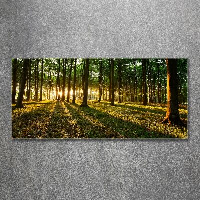 Acrylbild Fotodruck Sonnenstrahlen