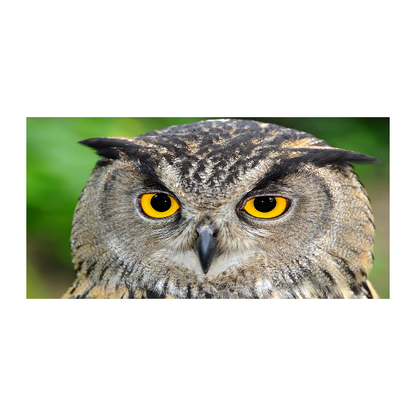 Acrylbild Fotodruck Eule