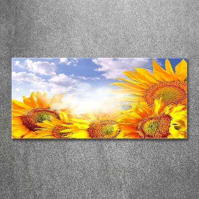 Bild auf Acrylglas Sonnenblumen