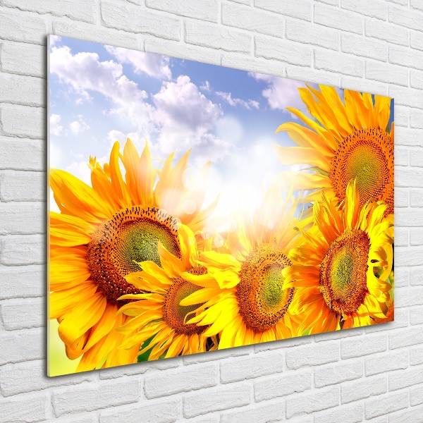 Bild auf Acrylglas Sonnenblumen