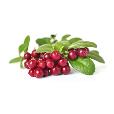 Acrylglas-Druck Preiselbeere