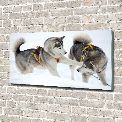 Acrylglas-Druck Huskys im Winter