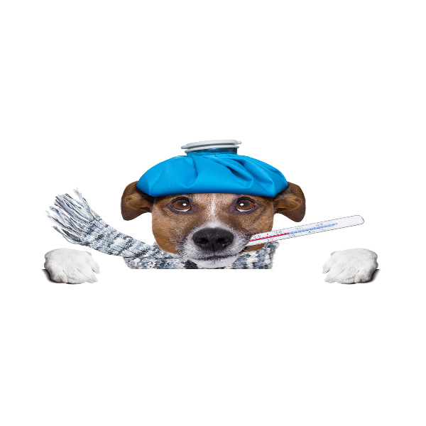 Foto auf Acryl Kranker Hund