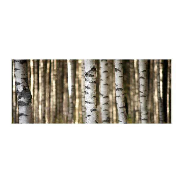 Acrylbild Fotodruck Birken