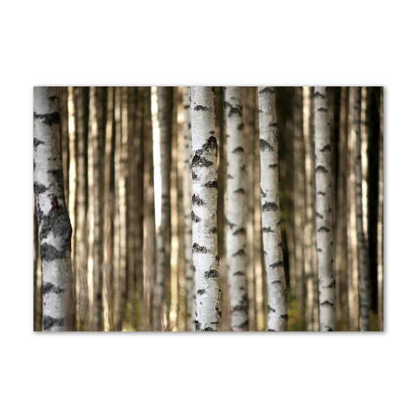 Acrylbild Fotodruck Birken