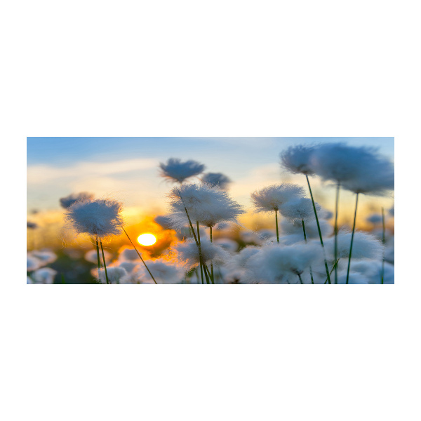 Bild auf Acrylglas Wollgras