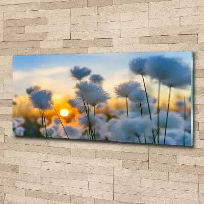 Bild auf Acrylglas Wollgras