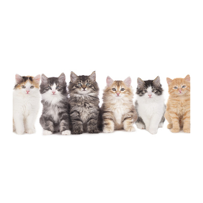 Acrylbild Fotodruck Sechs Katzen