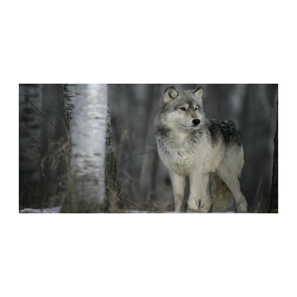 Acrylglas-Druck Grauer Wolf