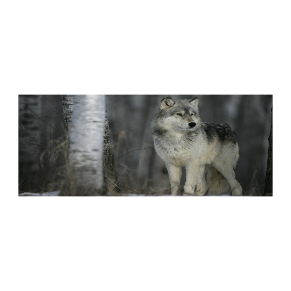 Acrylglas-Druck Grauer Wolf