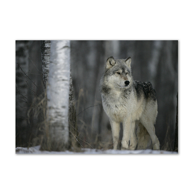 Acrylglas-Druck Grauer Wolf