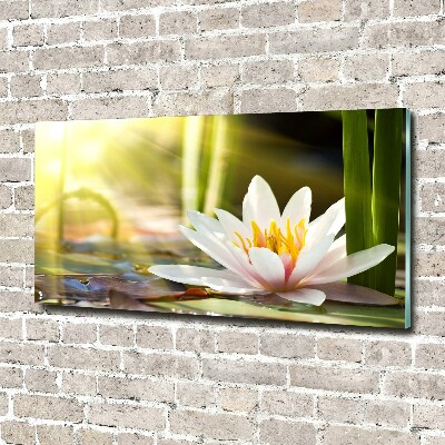 Acrylbild Fotodruck Seerose