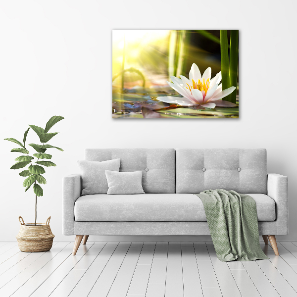Acrylbild Fotodruck Seerose