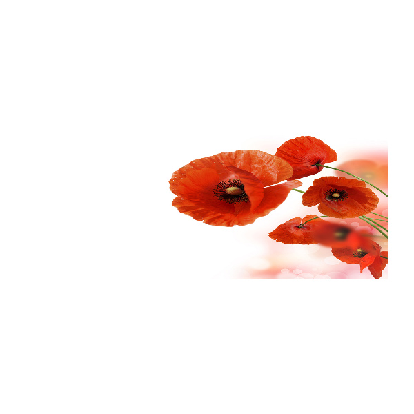 Acrylglas-Druck Mohnblumen