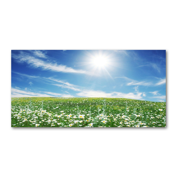 Foto auf Acryl Wiese