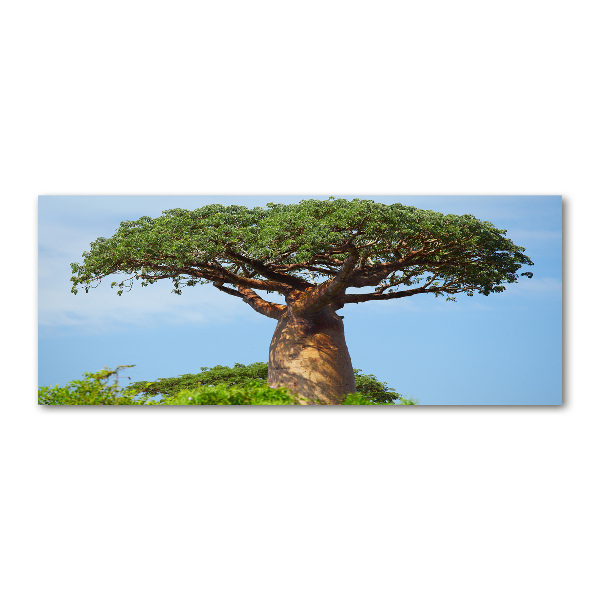 Acrylglas-Druck Baobab