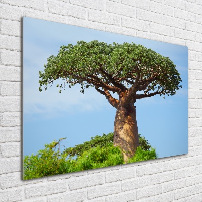 Acrylglas-Druck Baobab