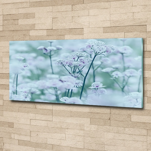 Acrylbild Fotodruck Großer Mantelkraut