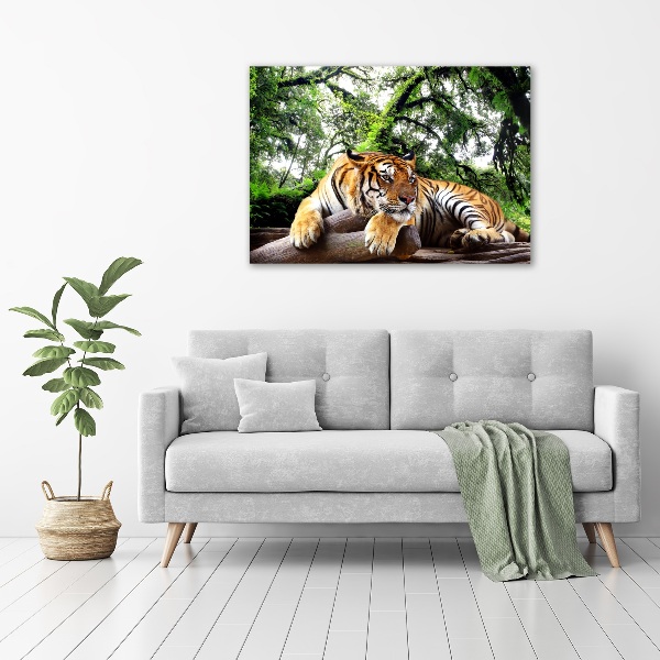 Acrylglas-Druck Tiger auf einem Felsen