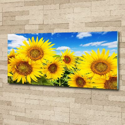 Bild auf Acrylglas Sonnenblumen