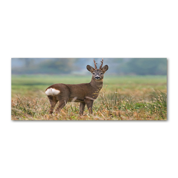 Acrylbild Fotodruck Rogen