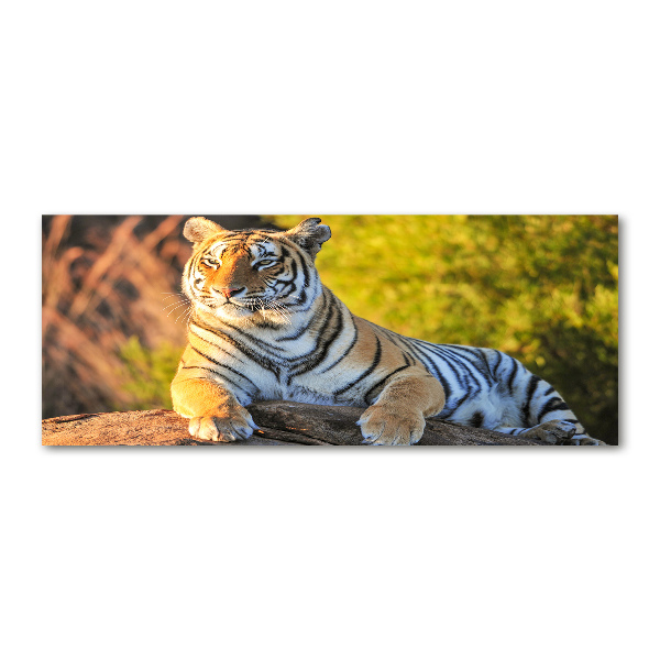 Acrylglas-Druck Porträt eines Tigers