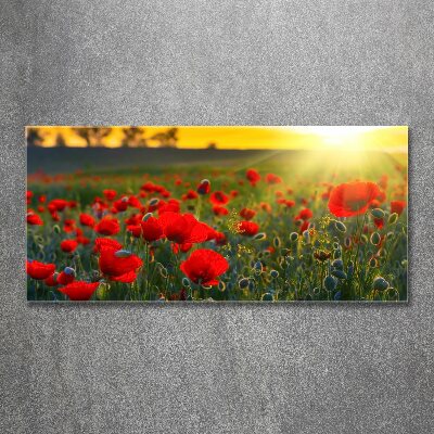 Bild auf Acrylglas Mohnfeld