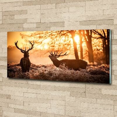 Foto auf Acryl Hirsch-Sonnenaufgang