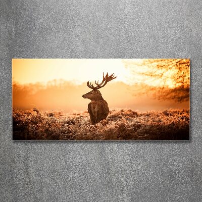 Bild auf Acrylglas Hirsch-Sonnenaufgang