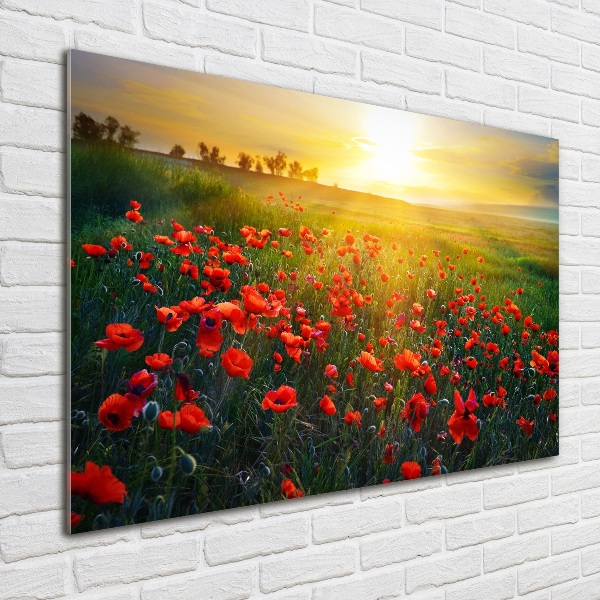 Bild auf Acrylglas Mohnfeld