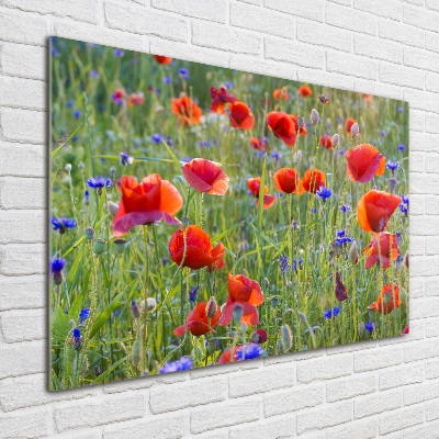 Foto auf Acryl Wildblumen