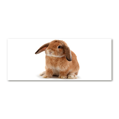 Acrylbild Fotodruck Rotes Kaninchen