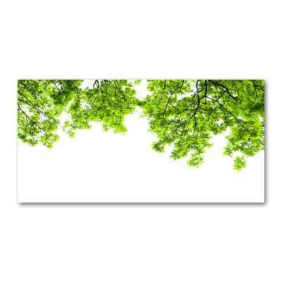 Bild auf Acrylglas Eichenblätter