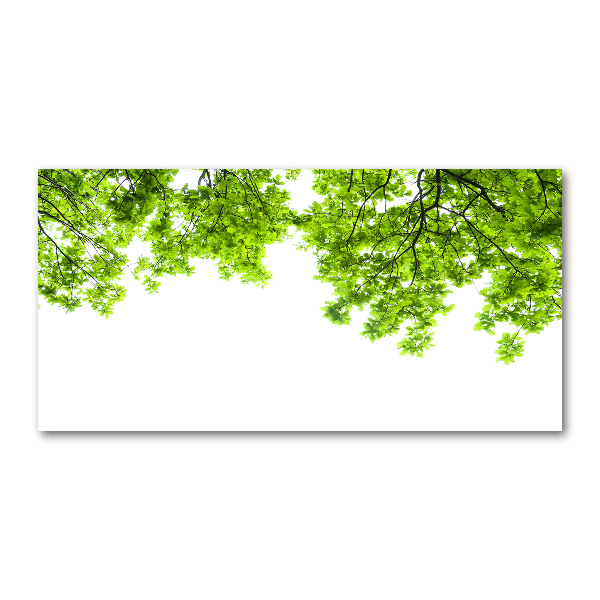 Bild auf Acrylglas Eichenblätter