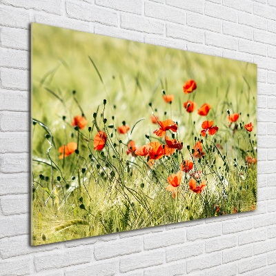 Acrylbild Fotodruck Mohnblumen