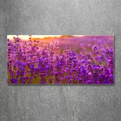 Bild auf Acrylglas Lavendelfeld