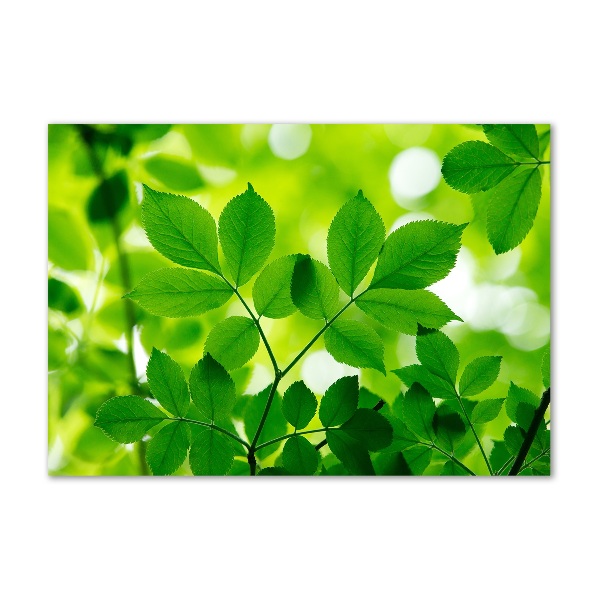 Acrylbild Fotodruck Grüne Blätter
