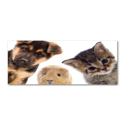 Acrylglas-Druck Haustiere