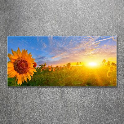 Acrylbild Fotodruck Ein Sonnenblumenfeld