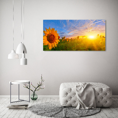 Acrylbild Fotodruck Ein Sonnenblumenfeld
