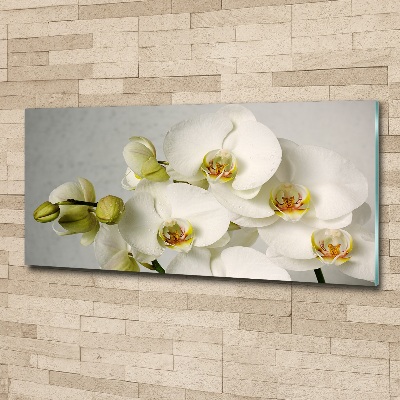 Acrylbild Fotodruck Weiße Orchidee