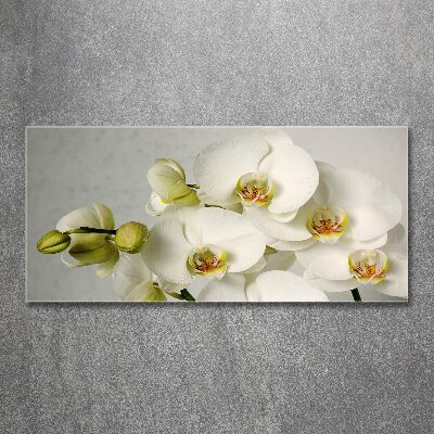 Acrylbild Fotodruck Weiße Orchidee