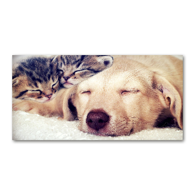 Bild auf Acrylglas Welpen und Katzen