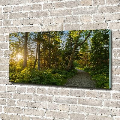 Acrylbild Fotodruck Wald