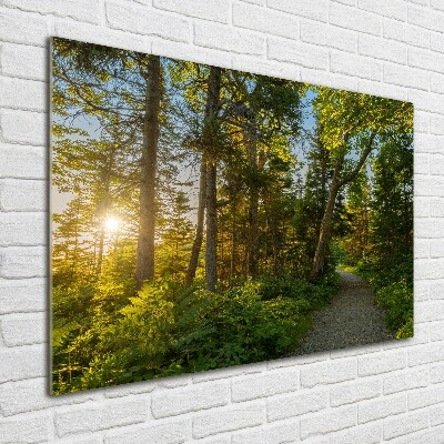 Acrylbild Fotodruck Wald