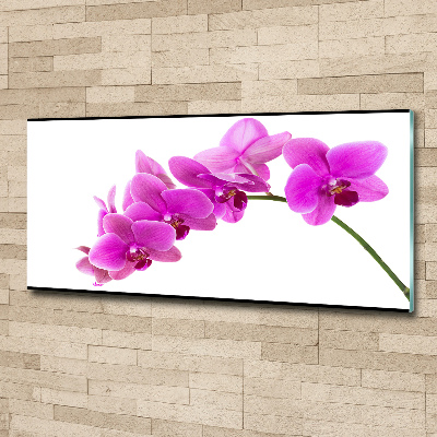 Acrylglas-Druck Rosa Orchidee