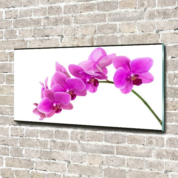 Acrylglas-Druck Rosa Orchidee