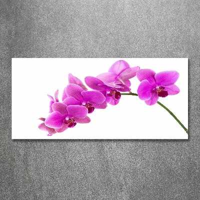 Acrylglas-Druck Rosa Orchidee